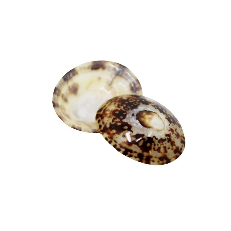 Coquillage-d'allaitement-babig